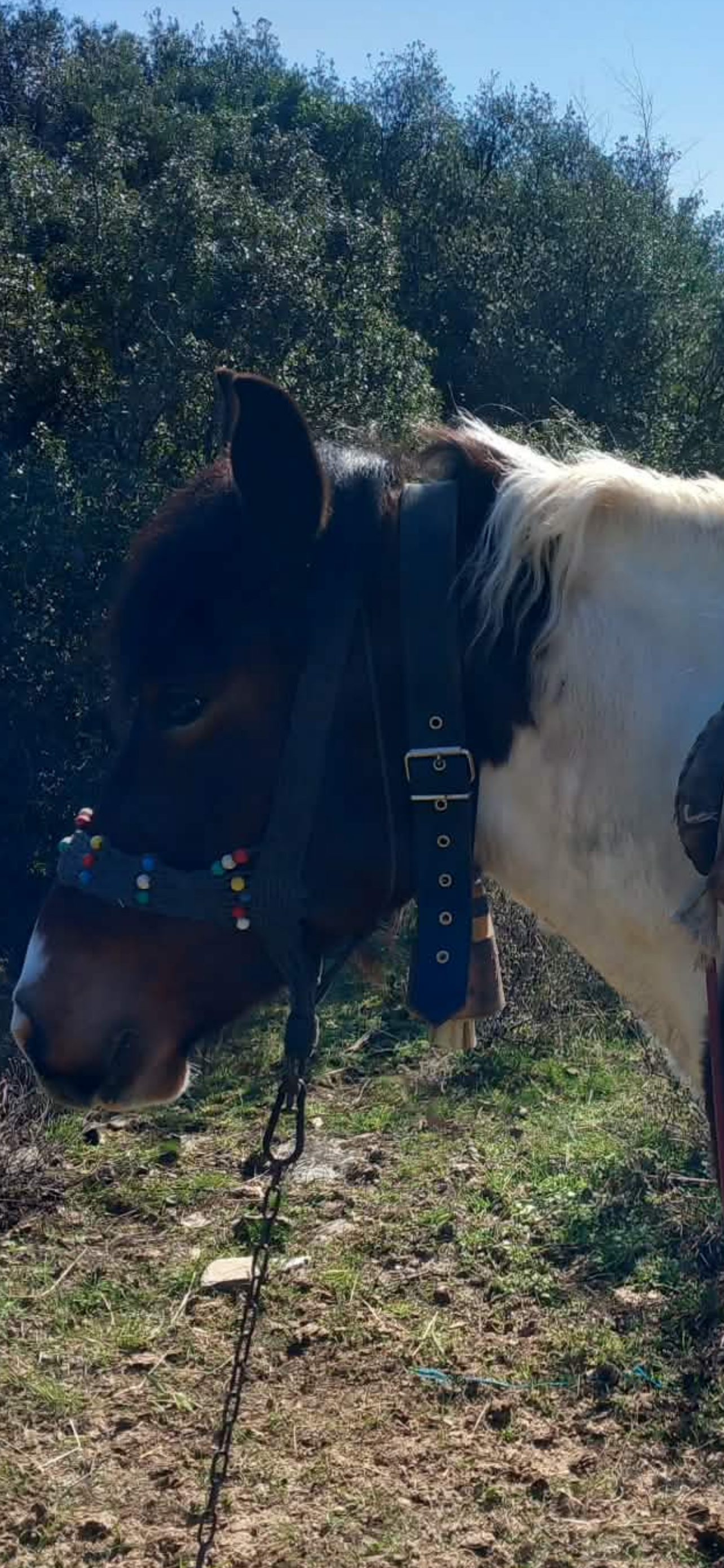 Bells for Horse and Mule