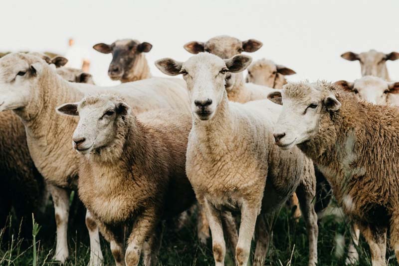 Bells for sheeps