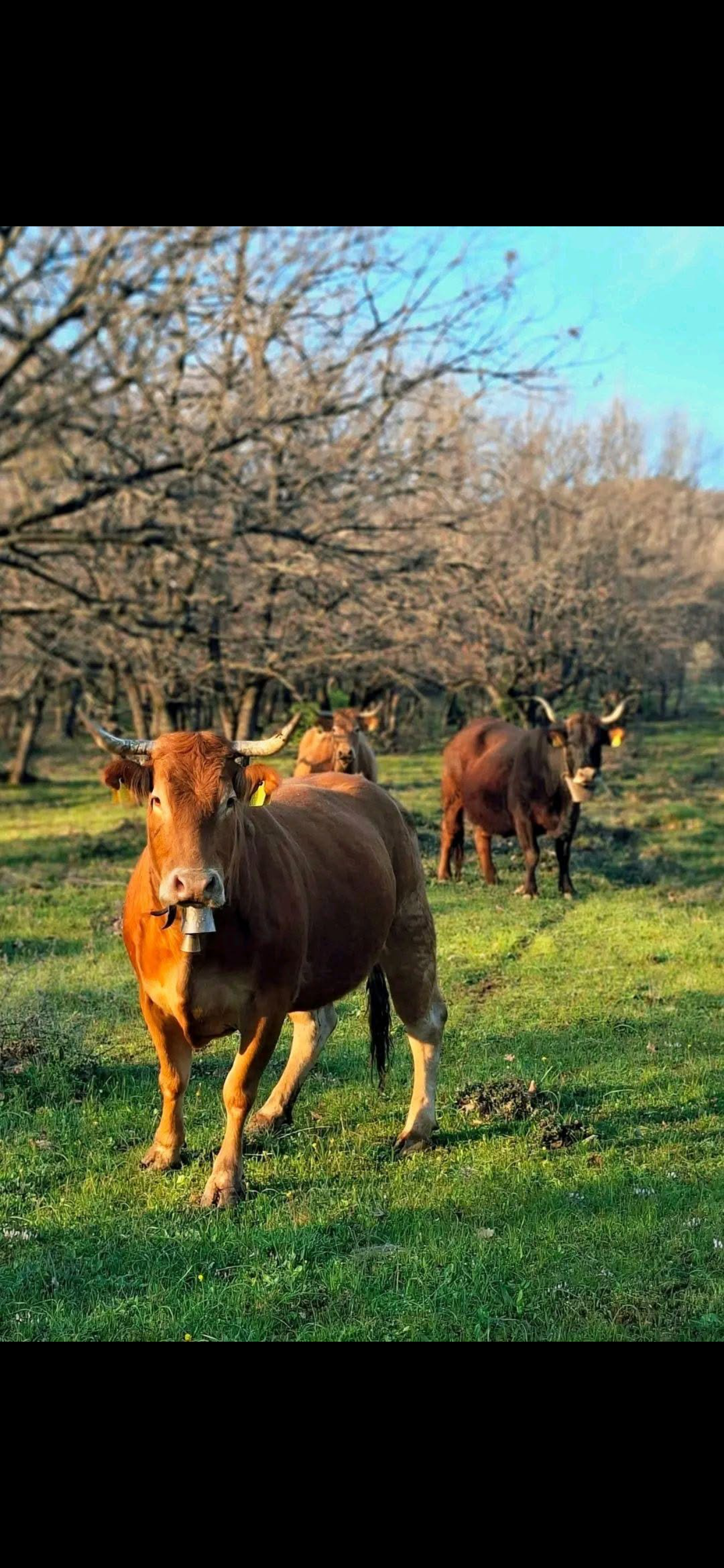 Greek handmade animal Bells for cows and Mule