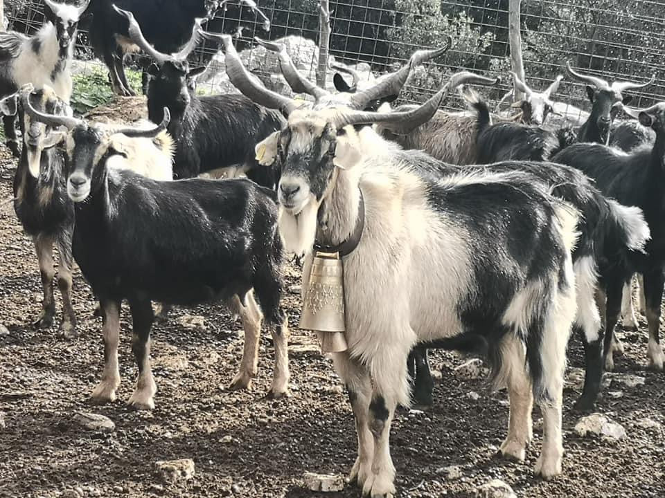 Animal Bells for Goat
