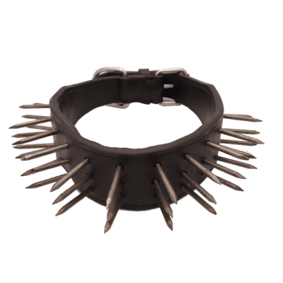 Leather strap with big studs for sheepdogs